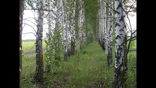 Рыбалка на дону у впадения сосны