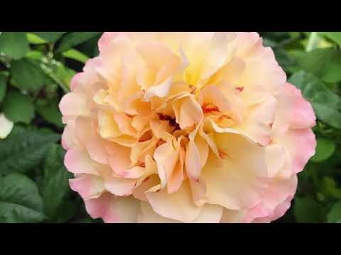 Köpa och plantera rosor – Magnus Lundgrens experttips