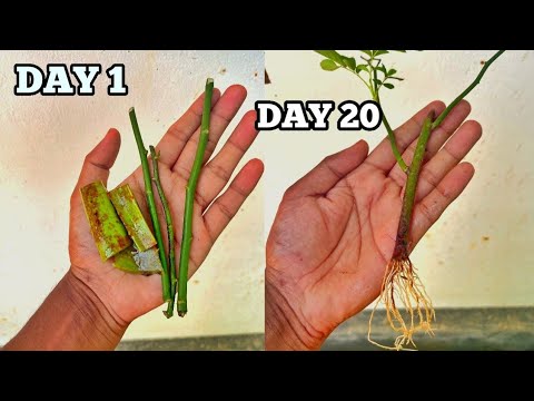 Unique way to grow rose cuttings|Grow rose cuttings faster|Cloning roses