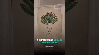 A primavera começa entre as flores da “Coleção Brasiliana Itaú”. 🌸 #shorts
