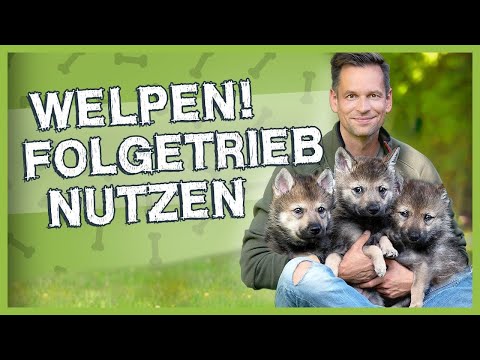 Folgetrieb richtig nutzen: So stärkst du die Bindung zu deinem Welpen