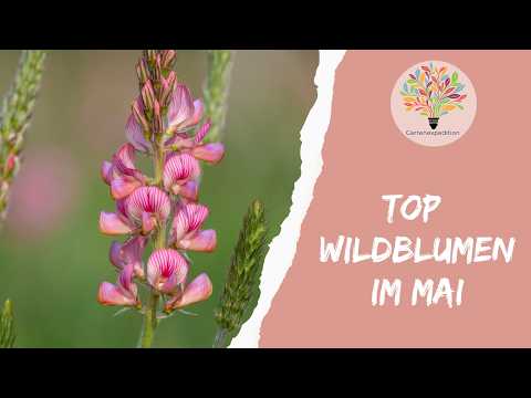 Top Pflanzen im Mai: Diese Wildblumen machen deine Wiese artenreich - Gartenexpedition #naturgarten