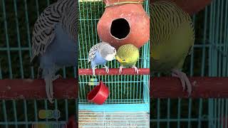 Download lagu Budgies amazing love ❤️ #rbnbirds #budgies #parakeet #birds #parrot #pets #shorts mp3