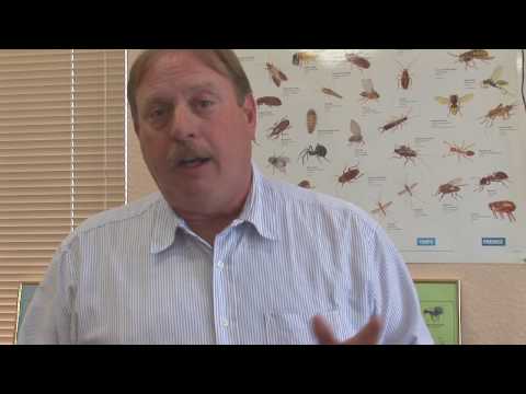 Pest Control Tips : Will Salt Kill Fleas?