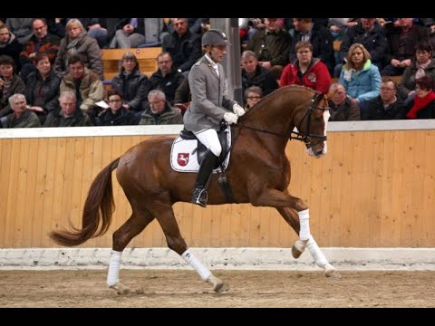 SOLD: Quirinus: Hanoverian colt for sale