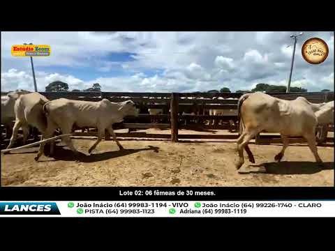 Lote 02 -  Leilão 08/02/2026 - Apartir das 18 horas.