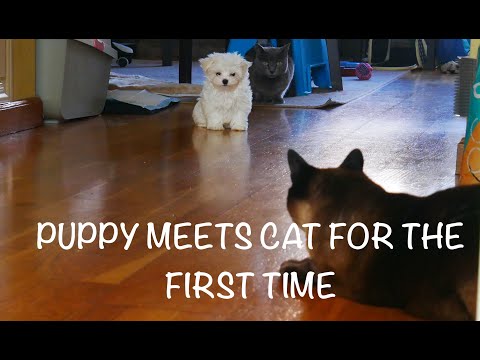 YouTube video about: What does a maltese cat look like?