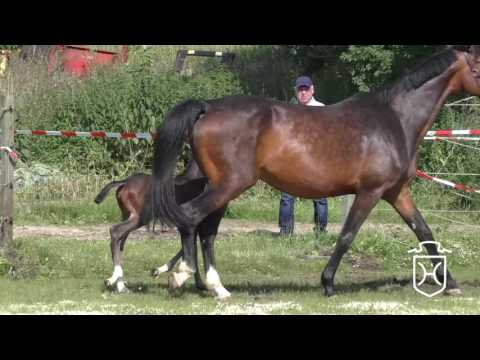 Stutfohlen von Diarado - Quidam de Revel - Capitol I