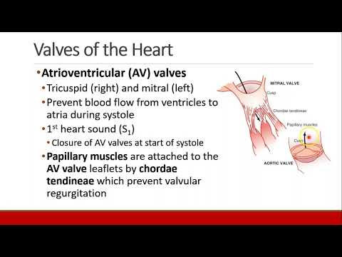 Applied Physiology for Anesthesia - 02 - CARDIAC - Part 1