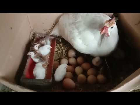 PAANO ALAGAAN ANG SISIW NG BENGALA / GUINEA KEETS