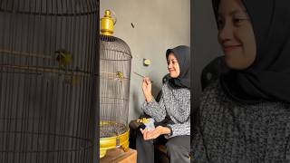 Download lagu Burung Sogon Makan Kroto #suarasogon #burung #sogontrotol #kicaumania #sogonbahan #sogongacor mp3