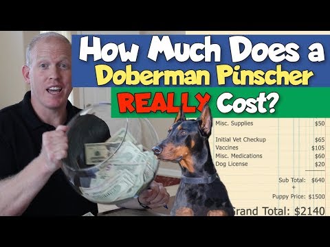 How Much Does a Doberman Cost? Puppy Prices and Expenses - Doberman Planet