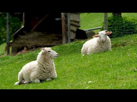 , title : 'Cừu ( Sheep ) VIDEO 4K'