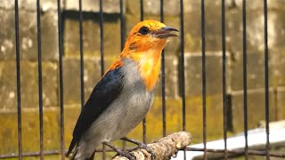Download lagu Pancingan burung kemade bahan jantan betina agar cepat bunyi gacor ngalas mp3