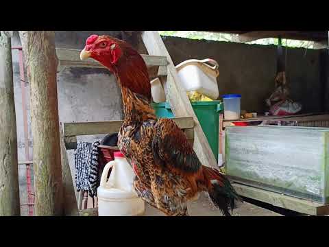 JUTAKO/DUMPO LINE BREED BY @STARSBACKYARD FROM DIPOLOG @familyfarmvlog1165  #happyfarming