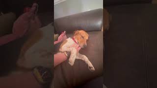 Video preview image #1 Beagle Puppy For Sale in Dunnellon, FL, USA
