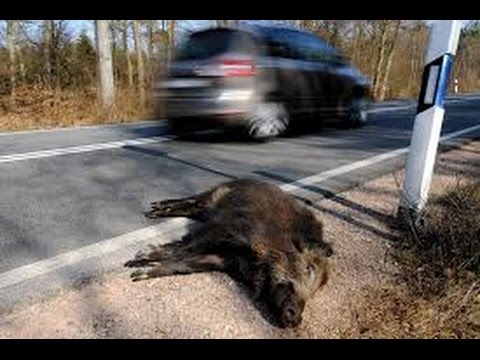 Wildunfall verhindern mit Blauem Licht???