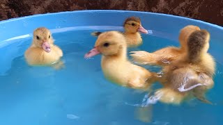 Bebek Bebek Lucu Melompat di Air Sambil Berenang dikolam  Warna Warni Biru mudah