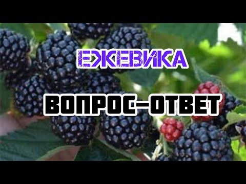 Ежевика для новичков