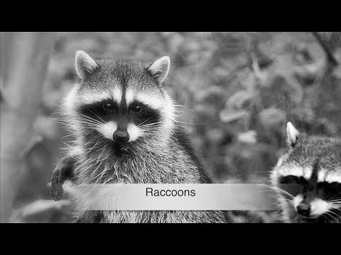 *RACCOONS " URBAN LIVING " 2021 #0721