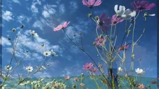 Robin Spielberg - Because of You