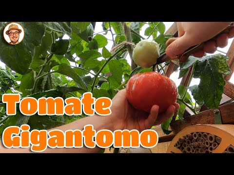 Tomate Gigantomo 🍅 Tomatensorten im Test Tomaten selbst anbauen Tomatenpflanzen im Garten