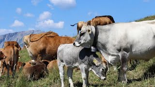 Estivage – La préparation, clé du succès