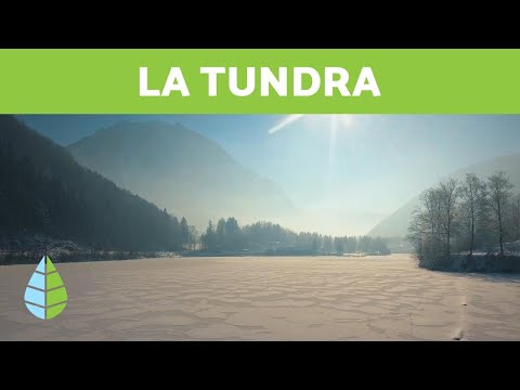 What is tundra? - Types of tundra: Arctic tundra, alpine tundra, and Antarctic tundra
