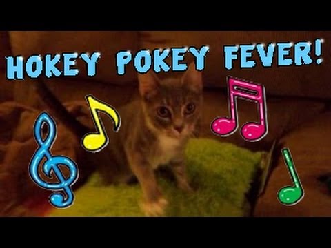 Cat Does The Hokey Pokey
