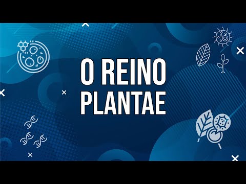 Reino Plantae: o reino das plantas