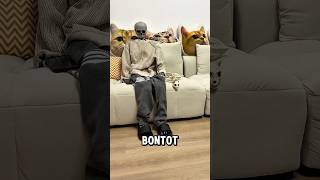 Download lagu Si bontot dan majikan berubah jadi tulang 💀🙀 #kucing #kucinglucu mp3