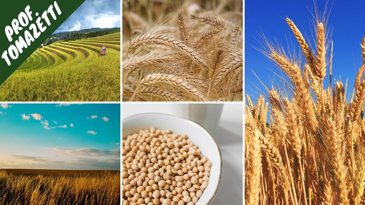 Plantas Autógamas: Melhoramento Genético passo a passo