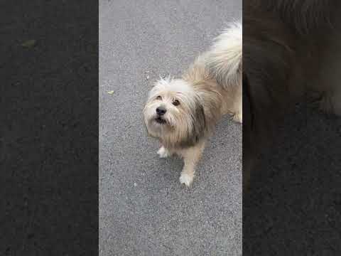 Pies luzem  atakuje mnie  w Karlskron