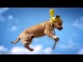 Flying Kittens vs. Flying Puppies (Slow Motion ...