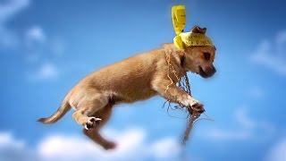 FLYING KITTENS vs FLYING PUPPIES at 1000 fps // ScottDW