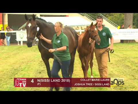 Show AQPS Ouest 2018 : Lot 4 - N(SISSI LAND 2018)