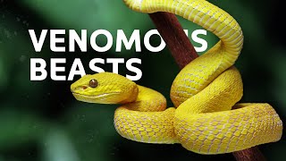 Tracking The Deadliest Snakes Across The World | Venomous Snakes Documentary