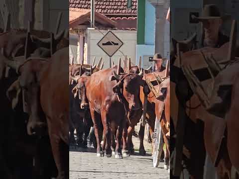 O DESFILE DE BORDA DA MATA-MG