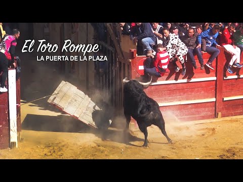 El Toro Rompe la Puerta de la Plaza Ciudad Rodrigo 2020