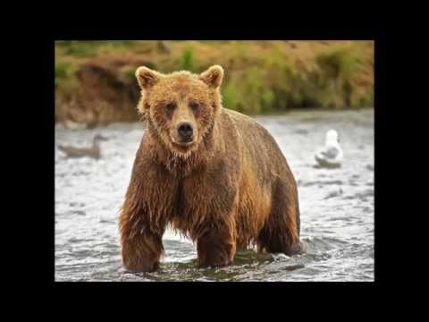 Brauner Bär und weiße Taube  / Jan-Dirk