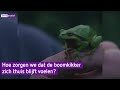 Hoe zorgen we dat de boomkikker zich thuis blijft voelen?