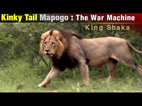 Kinky Tail | The Fearless Warrior of The Mapogo Lions | Lions of Sabi Sands