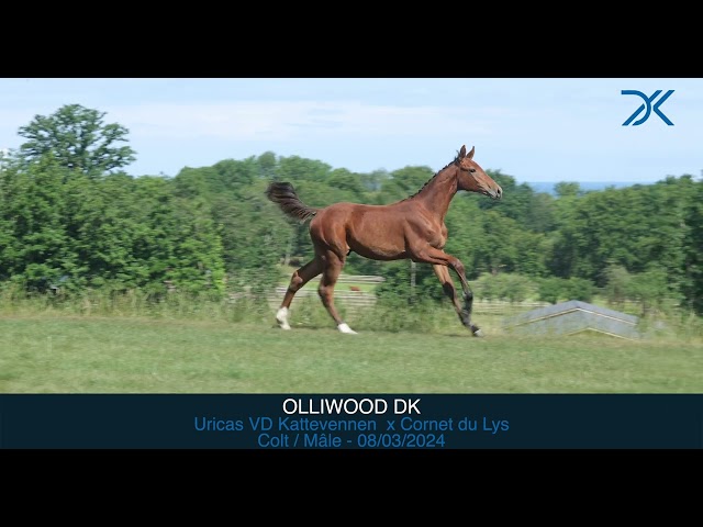 Olliwood DK