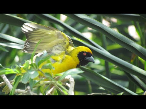 Pletiarka škrabošková (Ploceus velatus) — video o speve a chove