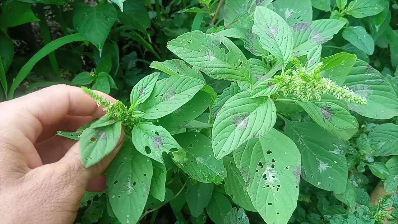 Saiba PARA QUE SERVE CARURU, BREDO ou AMARANTO e como usar esta PANC e planta medicinal