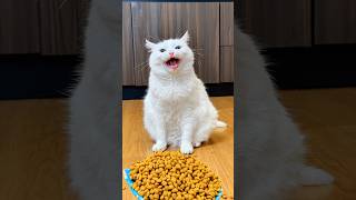 СОФА ПРОКЛЯЛА ХОЗЯИНА 👹  #funny #cat #memes #funnycats
