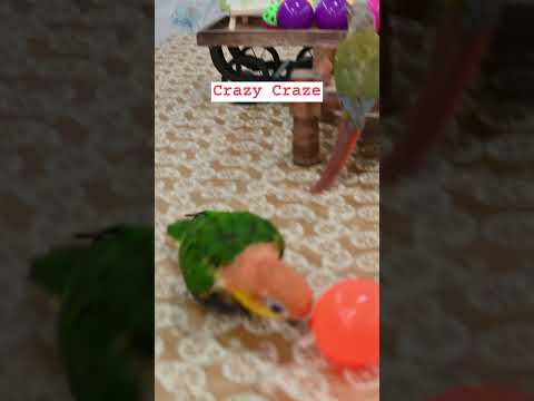 Dexter's Drop-It Delight: Caique's Crazy Craze! #dexter #caique #ball #bird  #crazy #funny #shorts