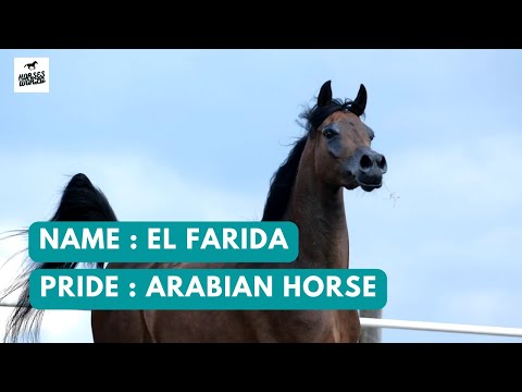 Arabian Horse EL FARIDA - RFI Farid x Esmeta
