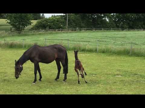 Hengstfohlen v. Livello - Corrado I
