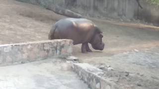 preview picture of video 'Hippo in bhiwani zoo, bhiwani chidiya ghar'